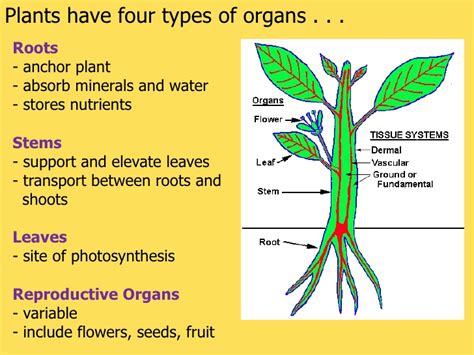Download transport in plants notes pdf also & know more about plants mechanism for medical exams. Tissues organs and systems in plants r1
