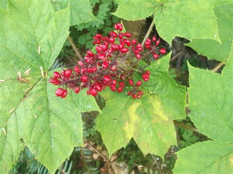 Devils Club With Berries Grows Wild In The Forest Oplopanax Horridus