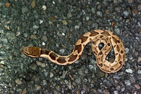 Field Herp Forum View Topic The Curious False Viper