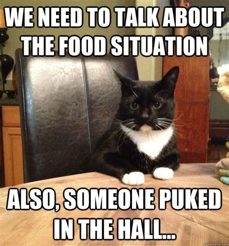 Gather The Fresh Funny Cat Food Memes Hilarious Pets Pictures