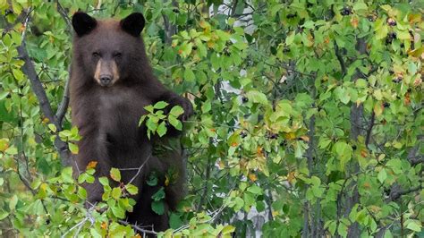 Nikon D850 Nikon 500mm F4 Grand Teton Moose Bear Awesome