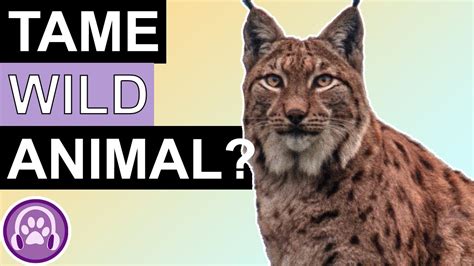 Can You Domesticate A Wild Animal? - YouTube