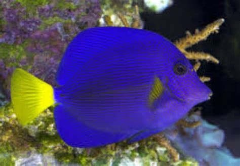 Yellowtail Tang Information And Picture Sea Animals