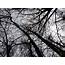 Leafless Tree Branches From Below Picture  Free Photograph Photos