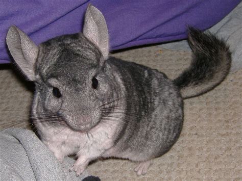 If interested in a particular chinchilla please email me for more information. Chinchilla for Sale | Rotherham, South Yorkshire | Pets4Homes