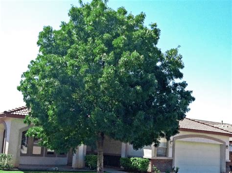 7 Best Fast Growing Trees For Vibrant Fall Color In Arizona