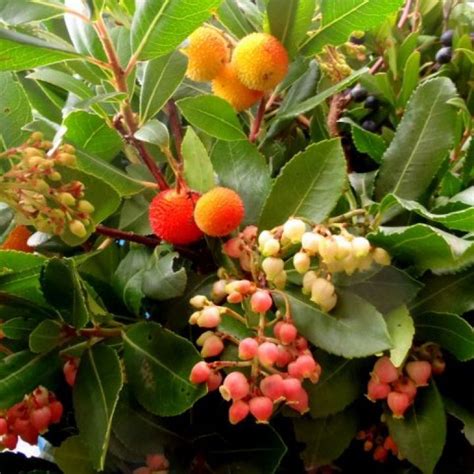 Dwarf strawberry tree (arbutus unedo 'compacta') in. Arbutus unedo 'Compacta' Compact Strawberry Bush Zone 7 H ...