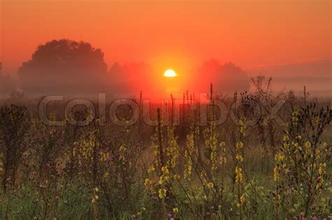 Misty Sunrise On The Field Stock Image Colourbox