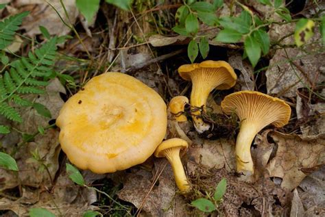 Rocky Coast News Foraging For Edible And Medicinal