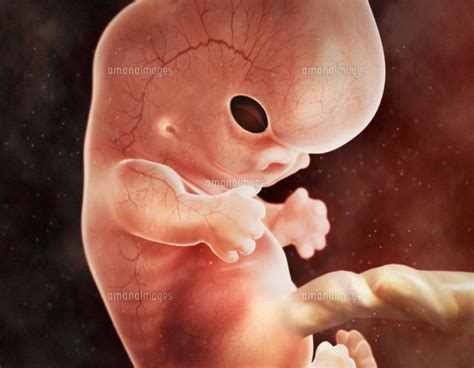 Human Foetus In The Womb Artwork 01809027664 の写真素材・イラスト素材｜アマナイメージズ