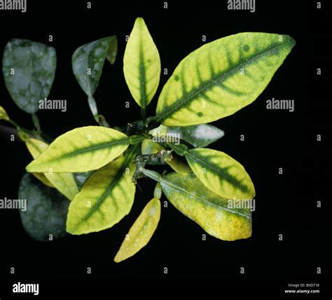Zinc Deficiency In Plants