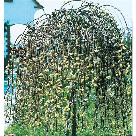 Shop 285 Gallon Pink Weeping Pussy Willow Tree Feature Shrub Lw01654 At