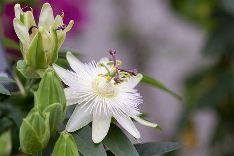 Passiflora Constance Elliot Bbc Gardeners World Magazine