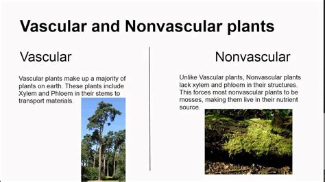Difference Between Vascular And Non Vascular Plants Pediaa Com Riset