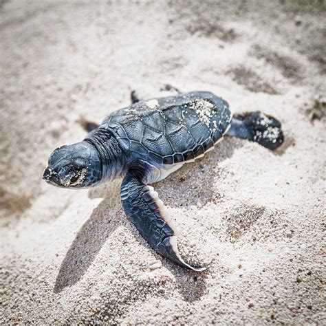 Best Small Sea Turtle Stock Photos Pictures And Royalty Free Images Istock