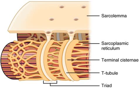 Skeletal Muscle Anatomy And Physiology I