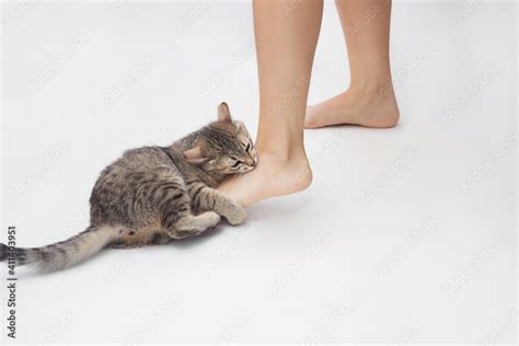 A Young Tabby Cat Bites A Womans Feet Cute Kitten Is Playing With