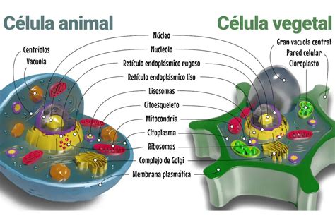 Diferencias Entre La Celula Animal Y Vegetal Cuadro Comparativo