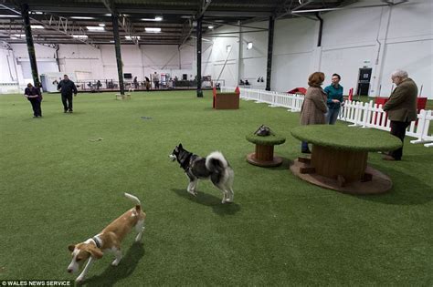 Find 4 affordable pet care options in winter park, co. Action Petz park in Cardiff lets owners exercise their ...