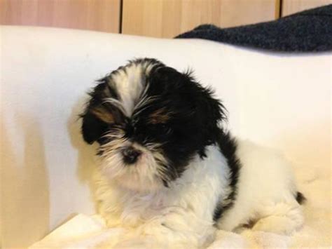 Easy pet adoption in los angeles, ca. Cute Shih Tzu Puppies for Adoption for Sale in Carson ...