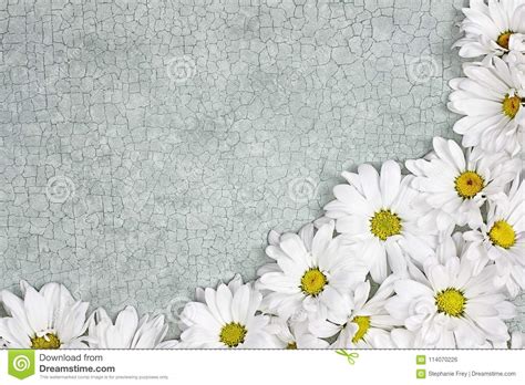 Beautiful flower borders, flower borders, painted flowers, flowers png transparent image and clipart for free download. Daisy Flower Background With Space For Text Stock Photo ...