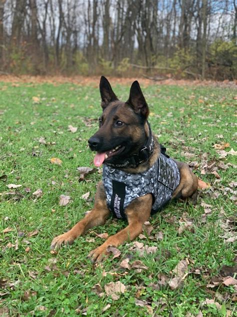 Ohiohealth Police K9 Rudy Has Received Donation Of Body Armor