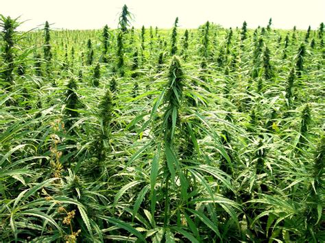 Hemp Promoters Say Crop Should Be Legalized Grown In Wyoming