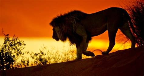 Lion Sunset South Africas National Parks Safari Game