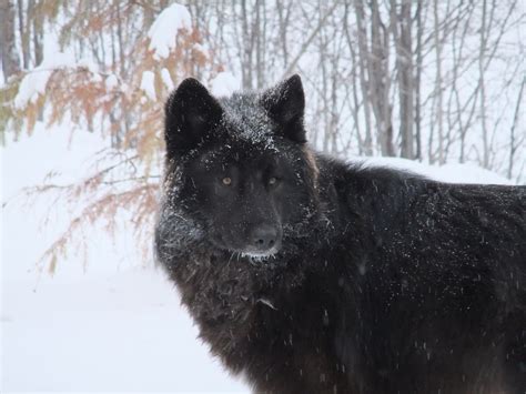 You can also upload images of black wolf using. 70+ Black Wolf Wallpaper on WallpaperSafari