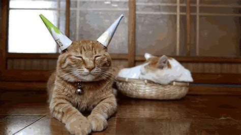 This pusheen cat is really cute and lovely. Party Animal - CUTE CAT GIFS