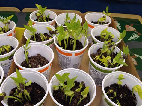 Growing lima beans in recycled yogurt cups. TJS | Growing beans, Lima beans, Growing lima beans