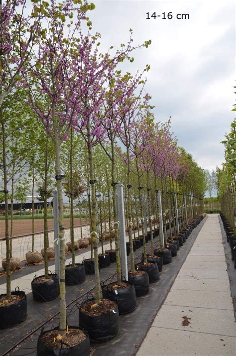 Pro naturstein munchen pro naturstein munchen. Judasbaum | Judasbaum, Garten kaufen, Baum