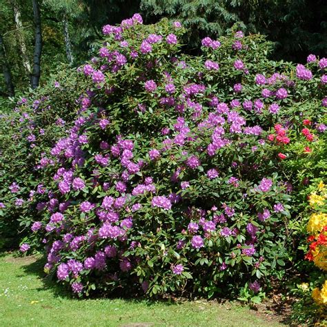 Lavender Rhododendrons For Sale