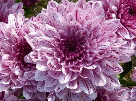 Purple Cluster Petal Flower · Free Stock Photo