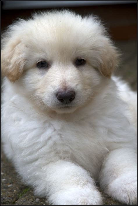 White Alsatian Pup Dog Love Puppies Pooch