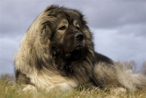 99 Russian Dog Breeds Large L2sanpiero