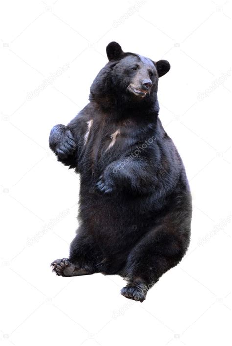 Black Bear Isolated On White — Stock Photo © Taden1 24100377