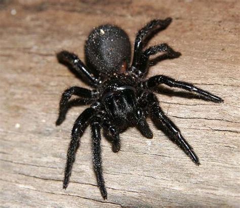 Female black widows are famous for their toxic venom. Real Spiders at Skyrim Nexus - Mods and Community