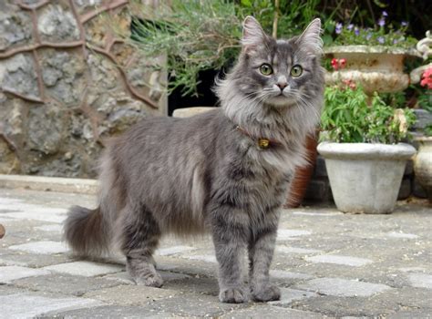 Norwegian Forest Cat Cat Breed Information Buying Advice Photos And