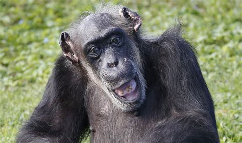 Zoo Animal Little Mama Worlds Oldest Known Chimpanzee Dies At 79