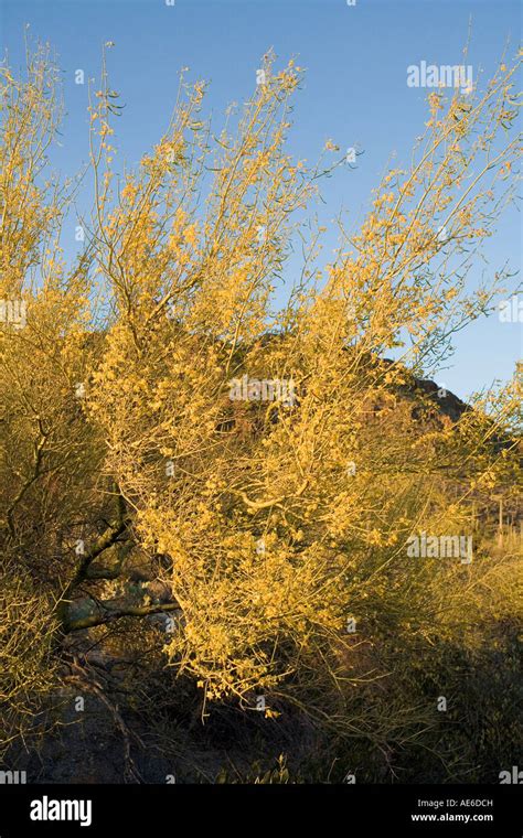 Palo Verde Tree In Bloom Hi Res Stock Photography And Images Alamy