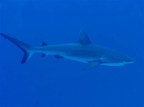 Gray Reef Shark Carcharhinus Amblyrhynchos Palau Photo Tropical Pacific Reefs