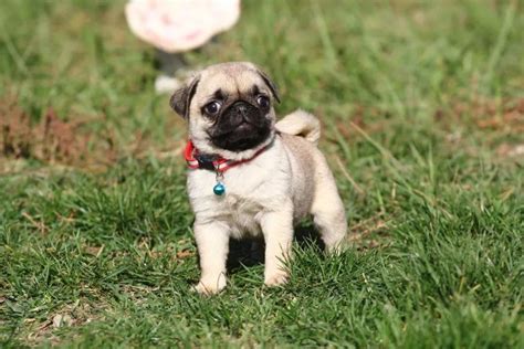 To help them stay in good shape and health, it is crucial to feed them with good dog food for pugs. 10+ Best Pug Dog Names | Baby pugs, Dog names, Pug puppies