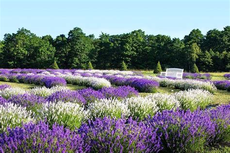 18 Of The Dreamiest Lavender Farms Around The World In 2022 Lavender