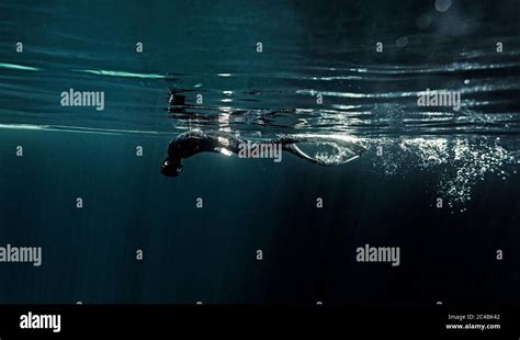 Underwater View Of Diver Wearing Wetsuit And Flippers Diving Just Below