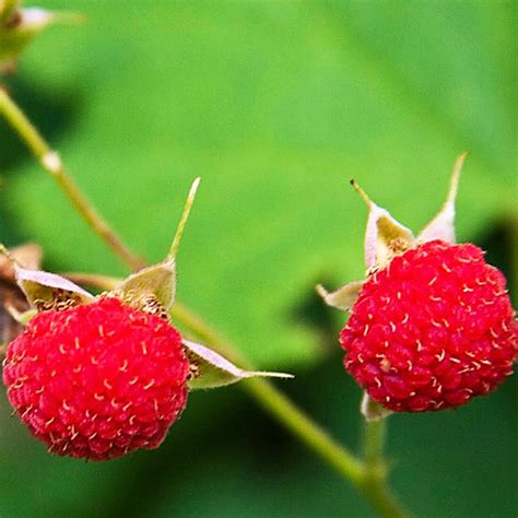 Salal Berry Native Berry Plants For Sale Native Foods Nursery