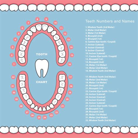 Anatomy Of The Teeth Chart