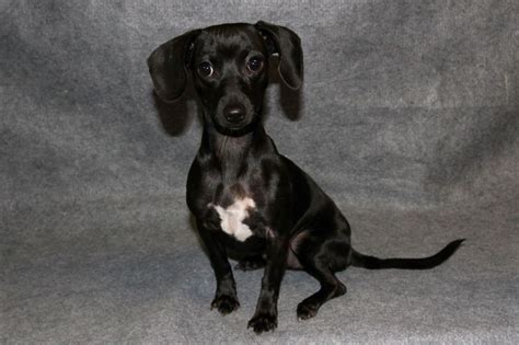 140 reviews of hannah the pet society i love hannah and what they offer pet owners. Adopt Hannah on | Dachshund mix, Pet adoption, Humane society