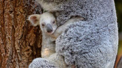 Australia Zoo Welcomes First White Koala Australian Geographic