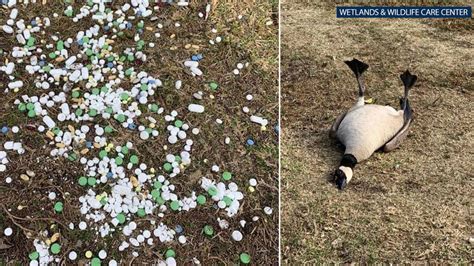 goose gull recover after ingesting pills left discarded at huntington beach california park